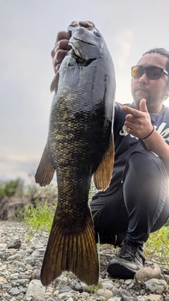 スモールマウスバスの釣果
