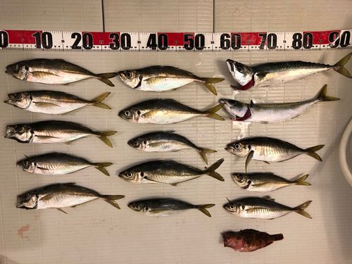 アジの釣果