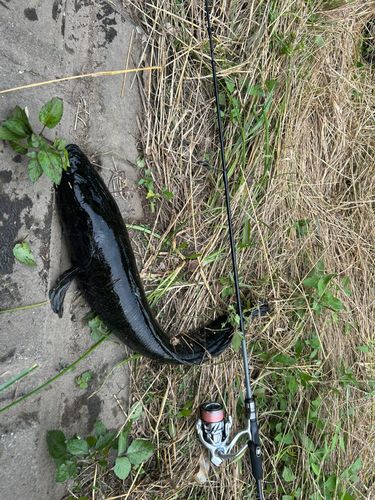 ライギョの釣果