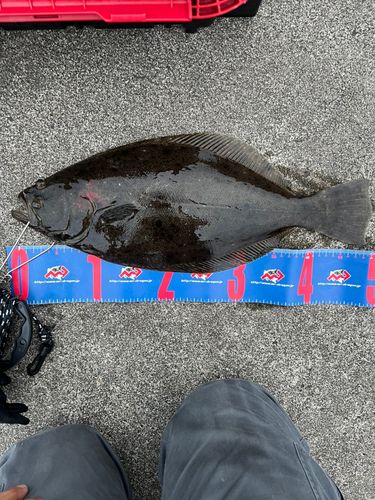 ヒラメの釣果