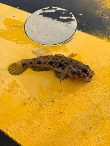 マハゼの釣果