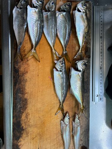 アジの釣果