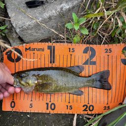 スモールマウスバス