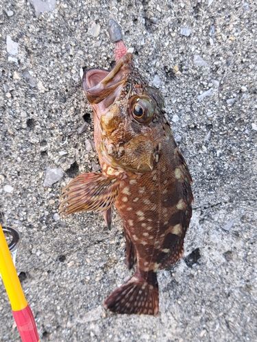 アラカブの釣果