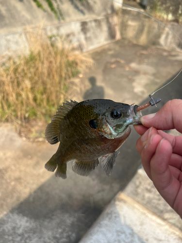 ブルーギルの釣果