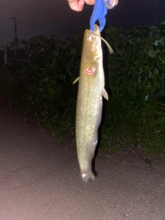 ナマズの釣果