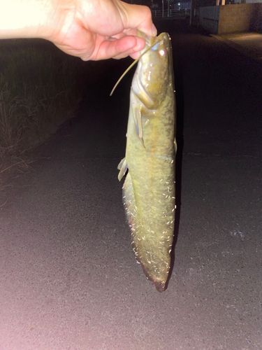 ナマズの釣果