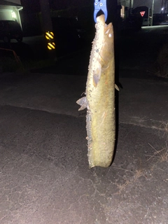 ナマズの釣果