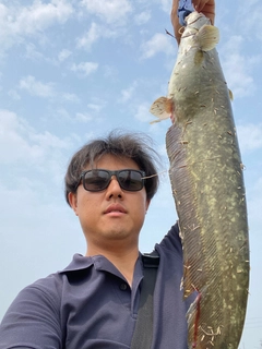 ナマズの釣果