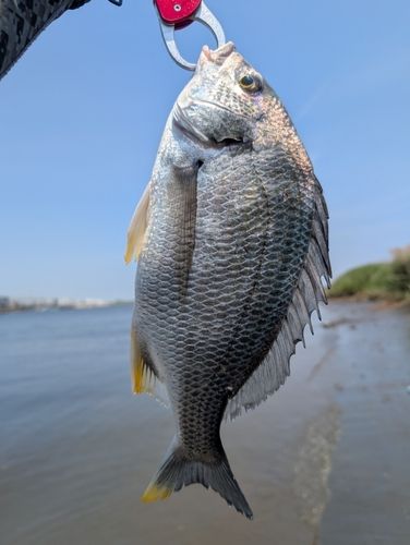 キビレの釣果