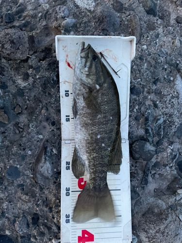 スモールマウスバスの釣果