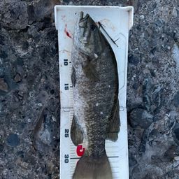 スモールマウスバス