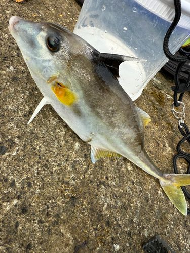 ギマの釣果