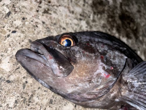 クロソイの釣果