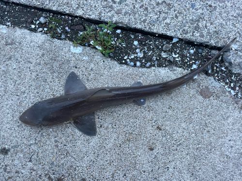 ホシザメの釣果