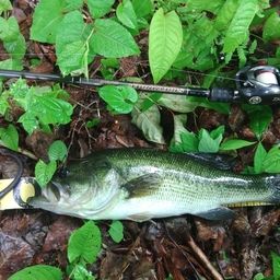 ラージマウスバス