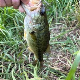 ラージマウスバス