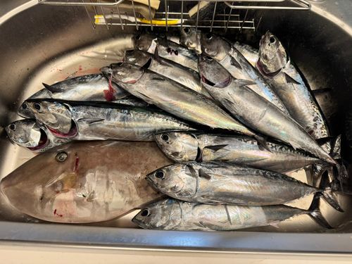 ソウダガツオの釣果