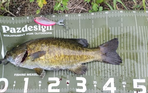 スモールマウスバスの釣果