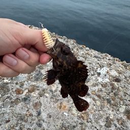カサゴ