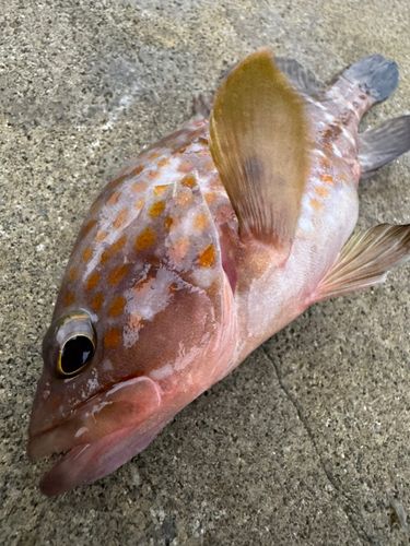 キジハタの釣果