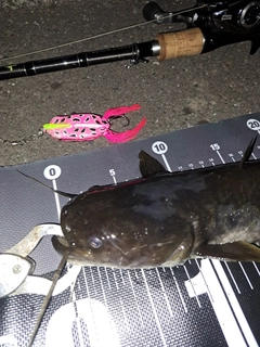 ナマズの釣果