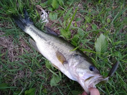 ラージマウスバスの釣果