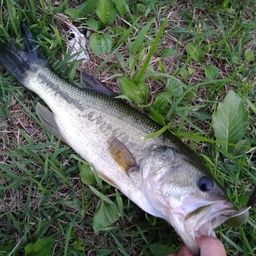 ラージマウスバス