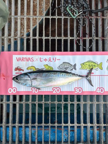 ソウダガツオの釣果