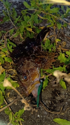カサゴの釣果