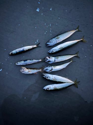サバの釣果