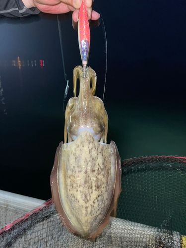 モンゴウイカの釣果