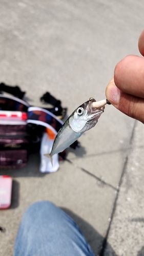 サバの釣果