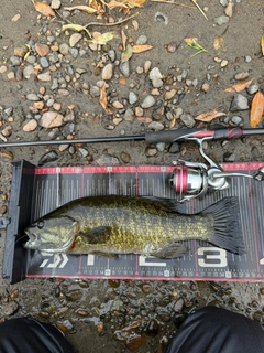 スモールマウスバスの釣果