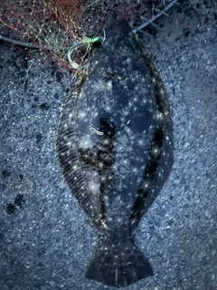 ヒラメの釣果