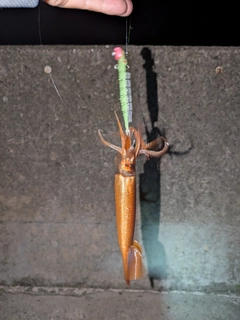 イカの釣果