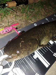 ナマズの釣果