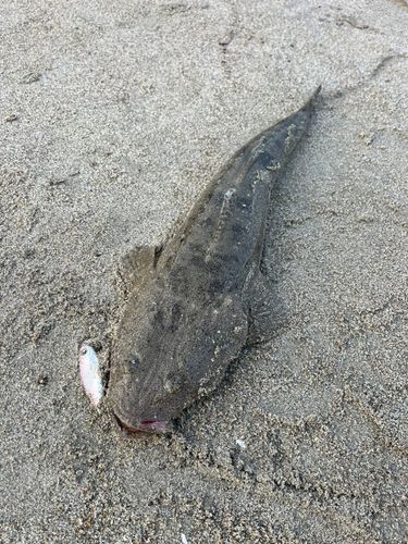 マゴチの釣果