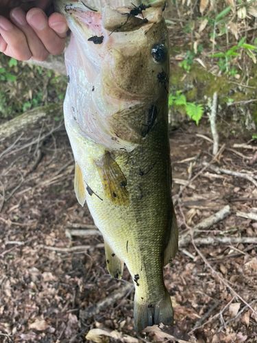 ラージマウスバスの釣果