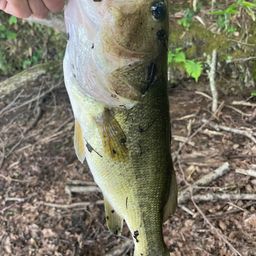 ラージマウスバス