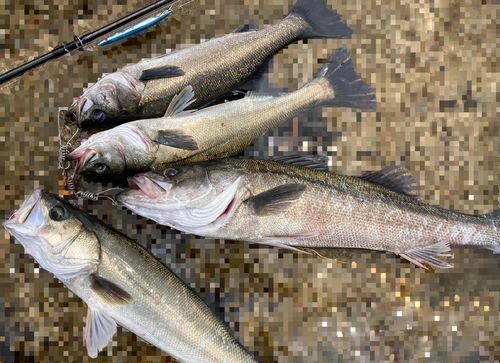 シーバスの釣果