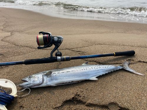 サゴシの釣果