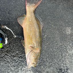 アカジンミーバイ