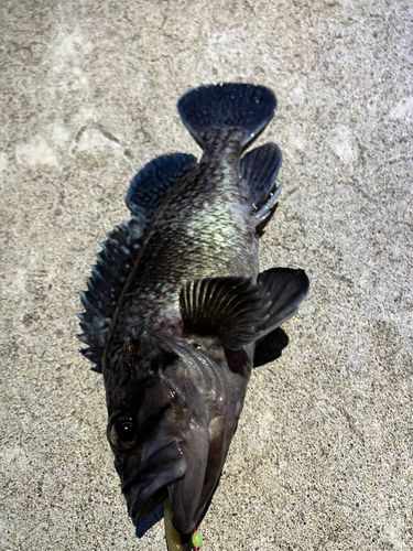 クロソイの釣果