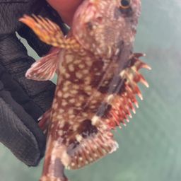 カサゴ
