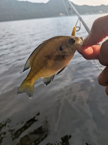ブルーギルの釣果