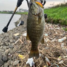 スモールマウスバス