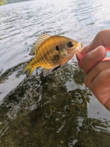 ブルーギルの釣果