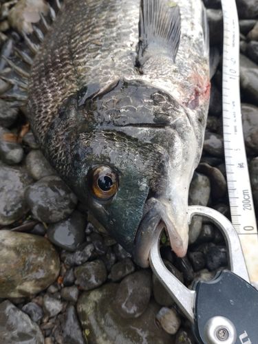 クロダイの釣果