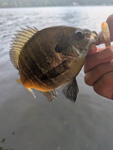 ブルーギルの釣果